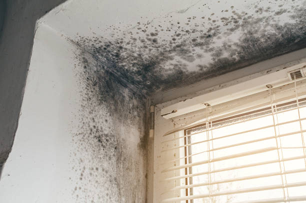 Affordable Mold Inspection And Testing solutions in Hendersonville, NC